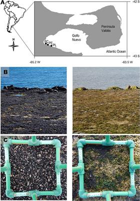 Mass Mortality of Foundation Species on Rocky Shores: Testing a Methodology for a Continental Monitoring Program